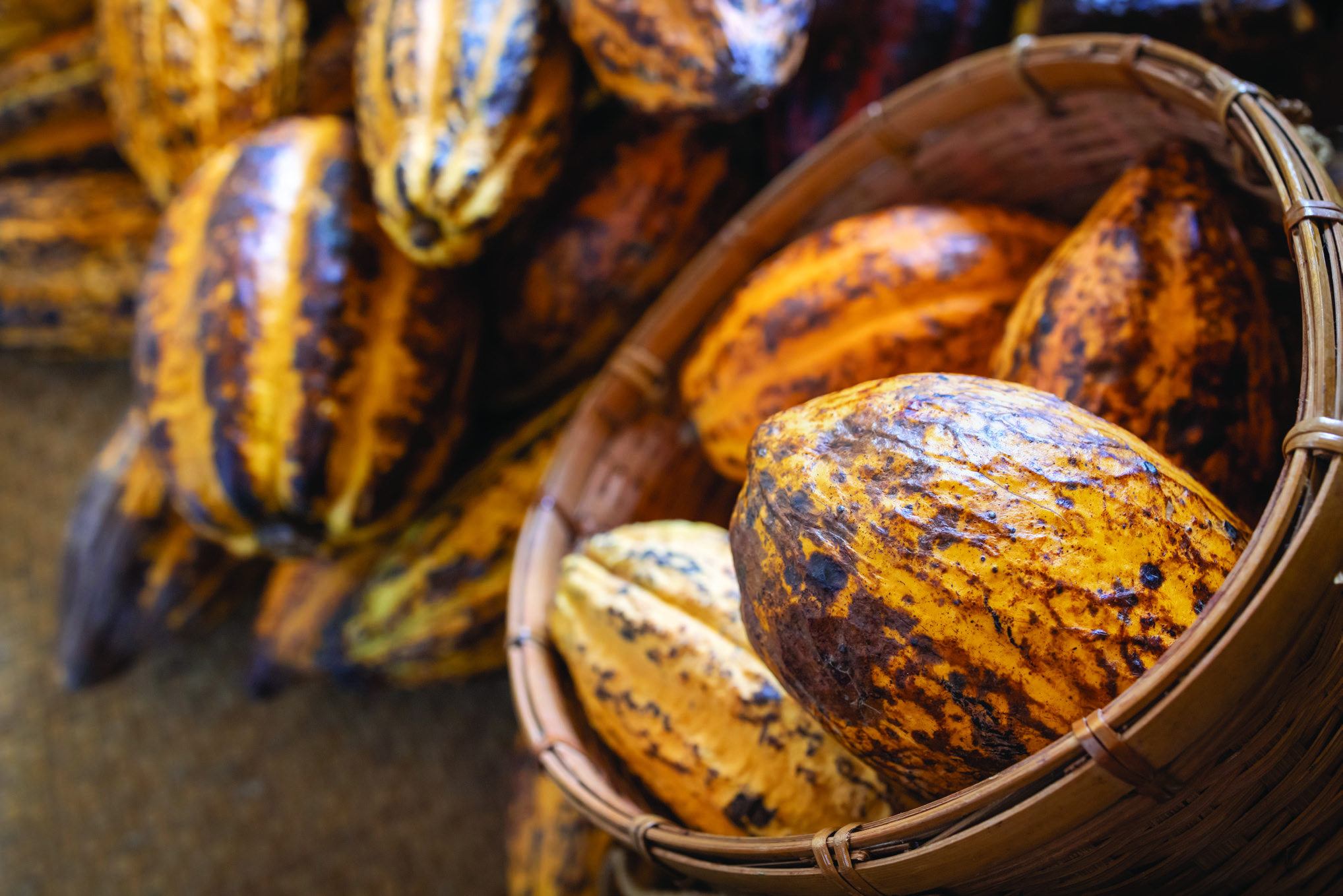 FOODEX JAPAN 2026 Slide 2